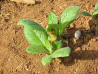 Tobacco Farm06.jpg